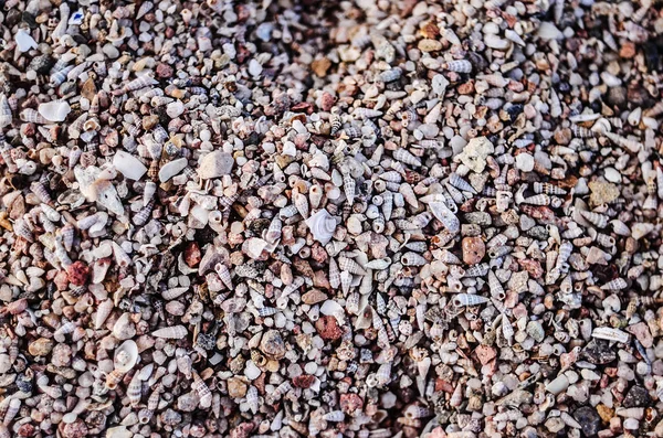 texture of Shells  on beach