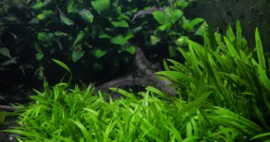 Dev akvaryumdaki balıkların sualtı görüntüsü 