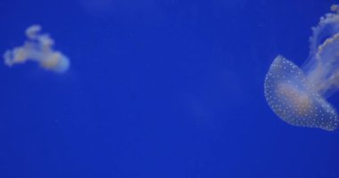 Viyana Avusturya 'daki Eşsiz Akvaryum Terası' na Haftasonu Rahatlatıcı Ziyareti