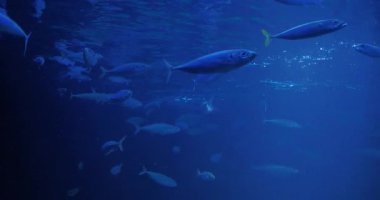 Dev akvaryumdaki balıkların sualtı görüntüsü 