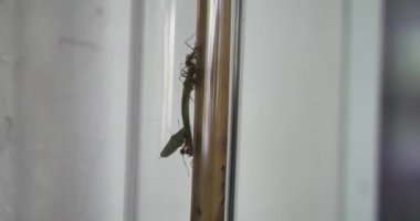 Green Bugs Cool View Vienna Austria 