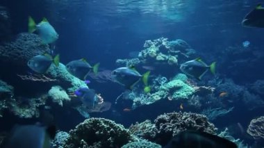 Dev akvaryumdaki balıkların sualtı görüntüsü 
