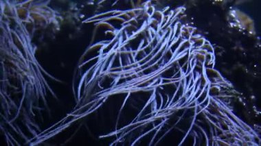  Sea Grass Deep FullHD Video Görüntüsü