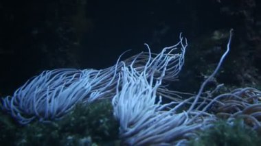 Sea Grass Deep FullHD Video Görüntüsü