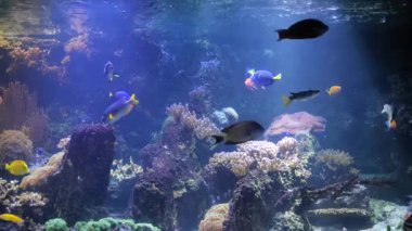 Dev akvaryumdaki balıkların sualtı görüntüsü 