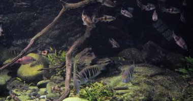 Dev akvaryumdaki balıkların sualtı görüntüsü 