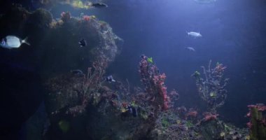 Dev akvaryumdaki balıkların sualtı görüntüsü 