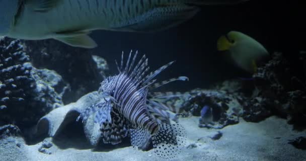 Onderwaterzicht Van Vissen Reusachtig Aquarium — Stockvideo