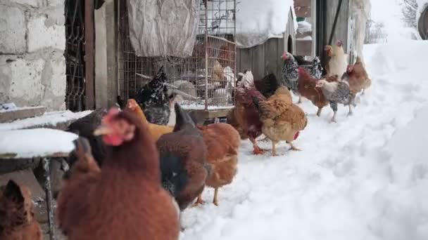 Chicken Farm Wnter — Stock Video
