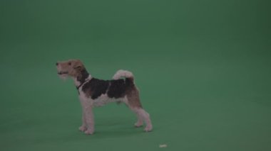 Tel Tilki Teriyeri arkadaşından lezzetli bir şeyler almaya çalışıyor. 