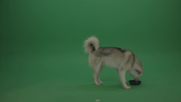 Schattig Husky Hond Drinken Groene Achtergrond — Stockvideo