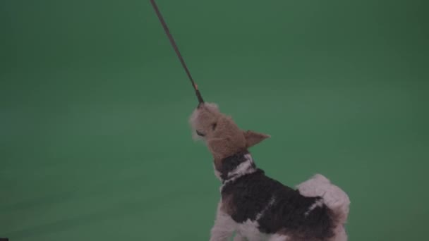 Funny Wire Fox Terrier Sautant Debout Sur Les Pieds Arrière — Video