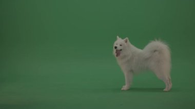 Yeşil arka planda şirin Samoyed bir köpeğin portresi