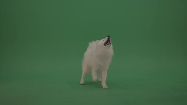 Porträt Eines Niedlichen Samojischen Hundes Auf Grünem Hintergrund — Stockvideo