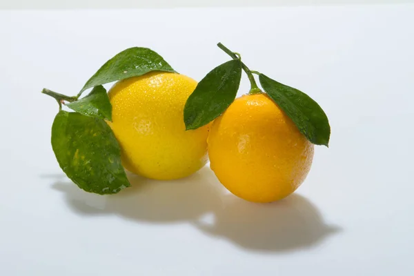 Citrus fruits, lemons on a white background with leaves.