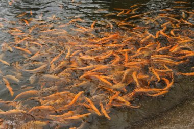 Dağlık Abhazya Tarım alabalık.