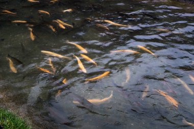 Dağlık Abhazya Tarım alabalık.