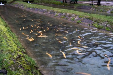 Dağlık Abhazya Tarım alabalık.