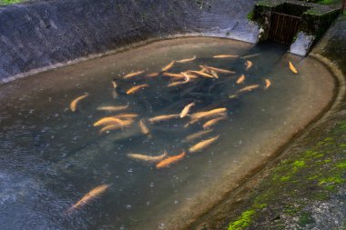 Dağlık Abhazya Tarım alabalık.