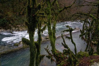 Black river Abhazya dağlarında.