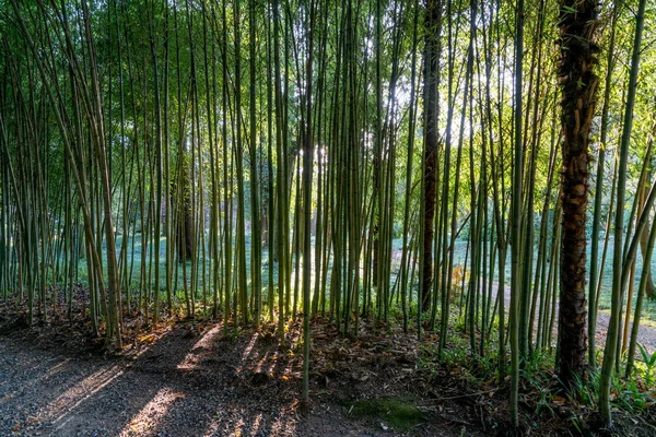 Бамбуковая Роща Парке — стоковое фото