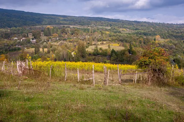 Vallée Abkhazie Avec Des Fleurs Jaunes — Photo