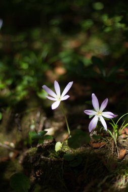 Dağ çiçek parkta Upstart.