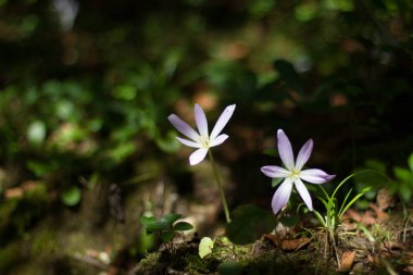 Dağ çiçek parkta Upstart.