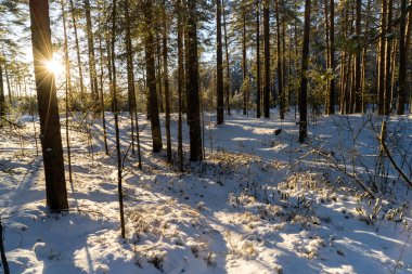 Ormanda kış manzarası.