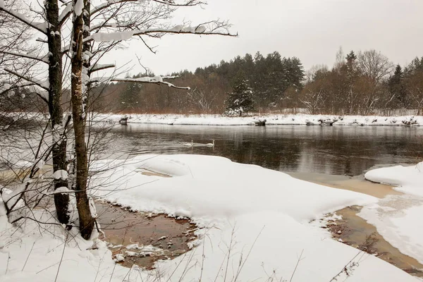 Paysage Hivernal Avec Deux Cygnes Sur Vileika Bélarus — Photo