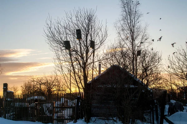 Birds arrived in the spring in the village, frosty early in the morning.