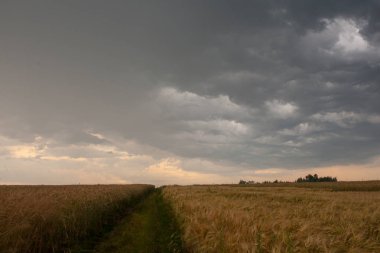 Güneşli bir günde buğday tarlası.