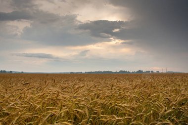 Güneşli bir günde buğday tarlası.