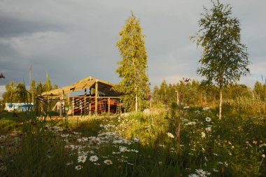 Arka planda kırsal papatya ve huş ağacı çiçek.