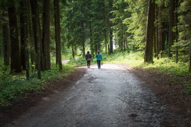 İğne yapraklı orman, yolda birkaç kişi uzaktan gidin. Pskov region, Puşkin dağlar.