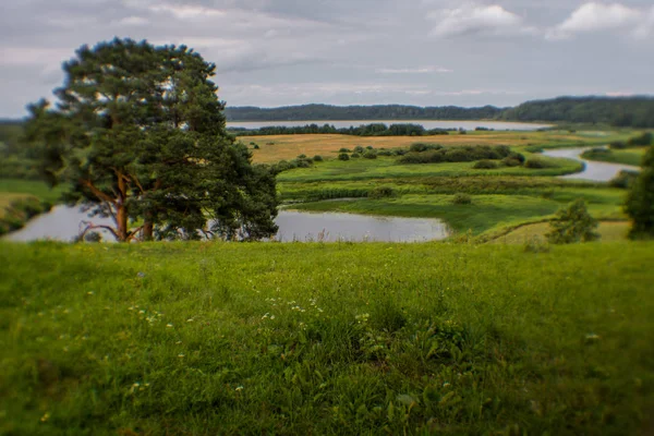 Een Groot Veld Met Wilde Bloemen Bomen Een Zonnige Dag Rechtenvrije Stockafbeeldingen