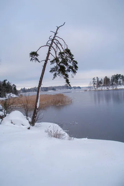 Parc Monrepos Vyborg Paysage Hivernal Golfe Finlande — Photo