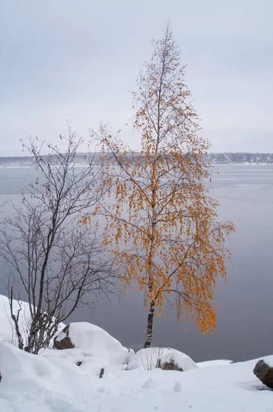 Parc Monrepos Vyborg Paysage Hivernal Golfe Finlande — Photo