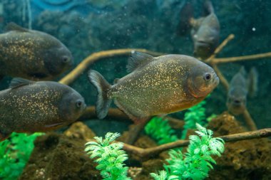 Piranha balığı akvaryum.
