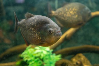 Piranha balığı akvaryum.