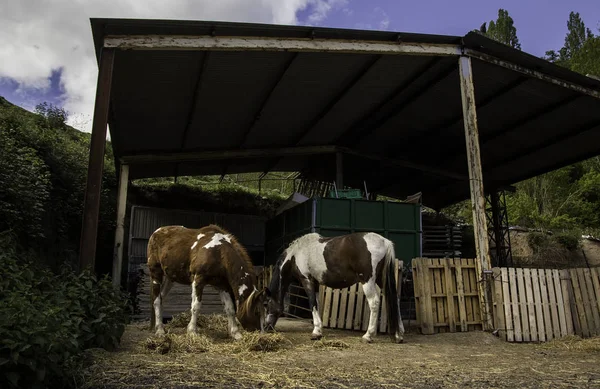 Pferde Und Schafe Auf Dem Hof Detail Der Tiere — Stockfoto
