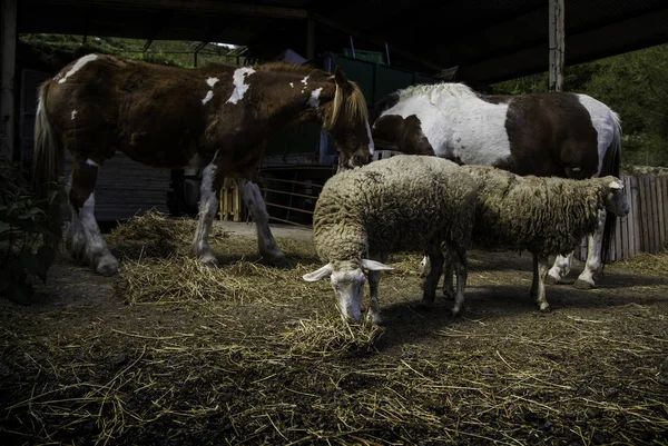 Вівці Їдять Фермі Деталі Домашніх Тварин — стокове фото