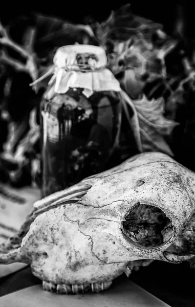 Κρανία Κατσίκας Για Τρομακτική Διακόσμηση Αποκριάτικες Λεπτομέρειες Μαγεία — Φωτογραφία Αρχείου