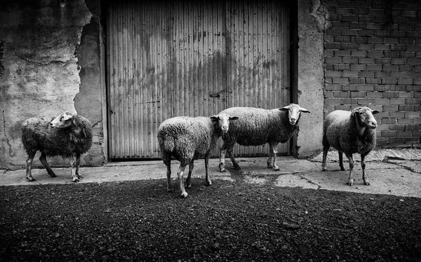 Ovejas Comiendo Granja Detalle Mascotas — Foto de Stock