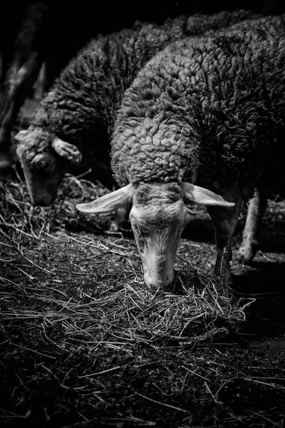 Ovelhas Comendo Fazenda Detalhe Animal Estimação — Fotografia de Stock