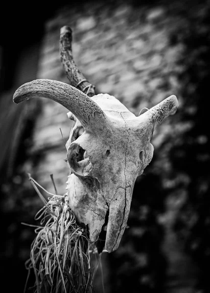 Cráneo Cabra Vieja Brujería Cráneo Detalle Animal Antiguo Superstición Satanismo — Foto de Stock