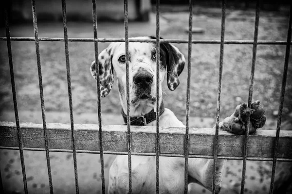 Abuso Abbandono Cani Animali Gabbia — Foto Stock