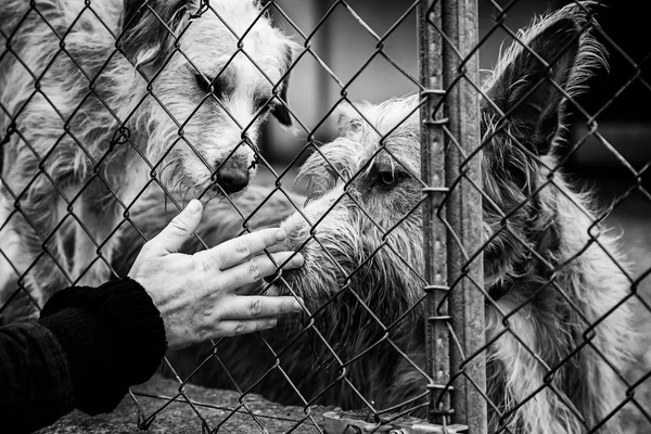 Woman Petting Stray Dogs Kennel Stray Animals — Stock Photo, Image