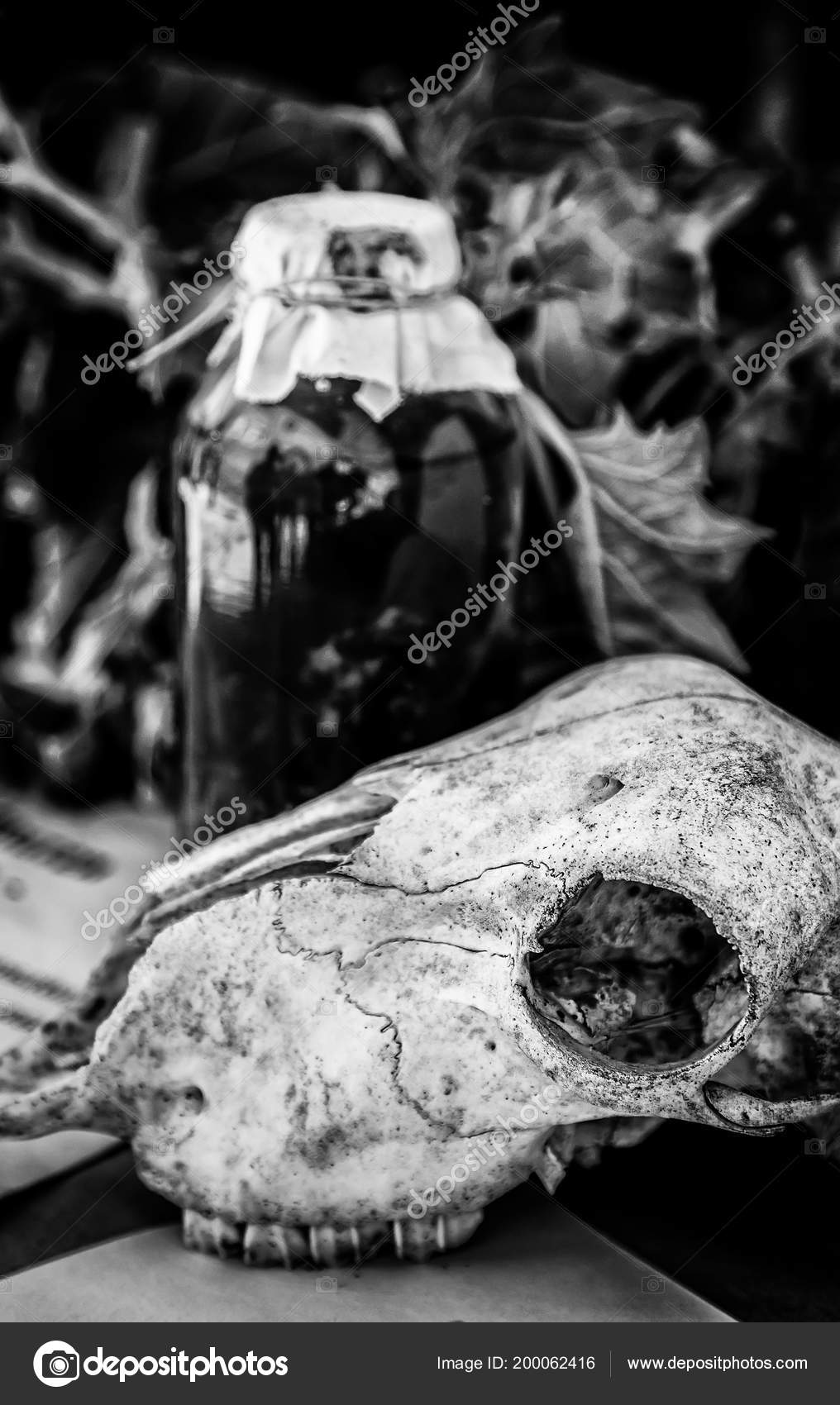 Goat Skulls Terrifying Decoration Halloween Detail Witchcraft
