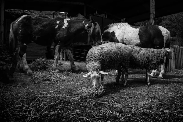 Ovelhas Comendo Fazenda Detalhe Animal Estimação — Fotografia de Stock